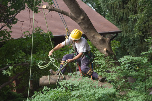 Best Seasonal Cleanup (Spring/Fall)  in Brookfield Center, OH